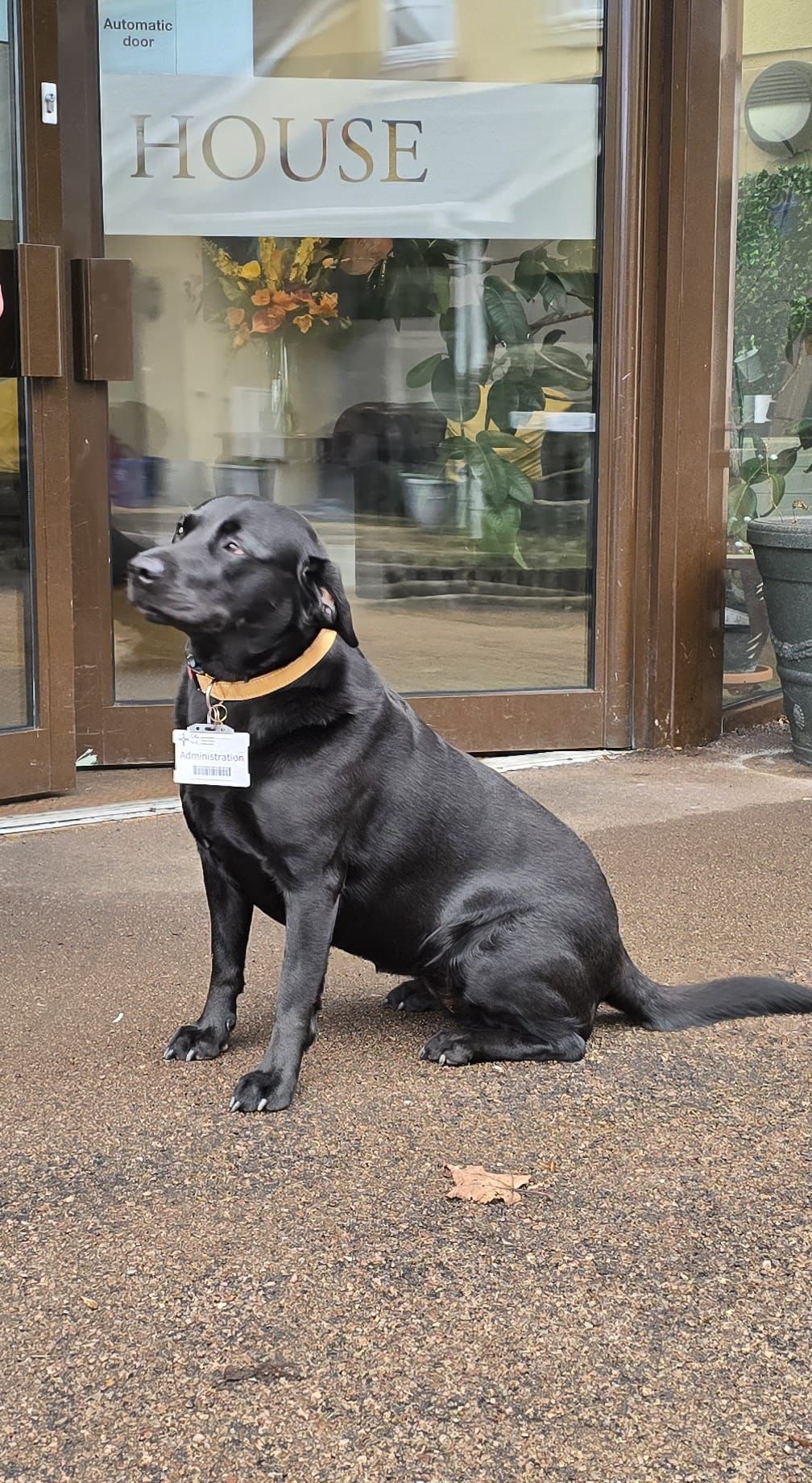 Poppy the animal therapy dog